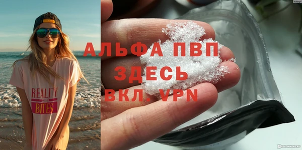 сатива Новозыбков