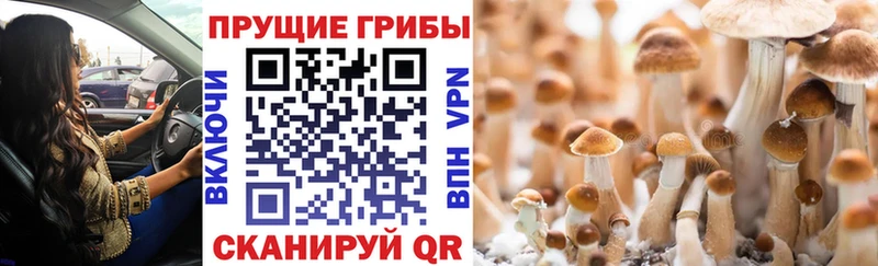 Псилоцибиновые грибы прущие грибы  купить наркотик  Ковылкино 